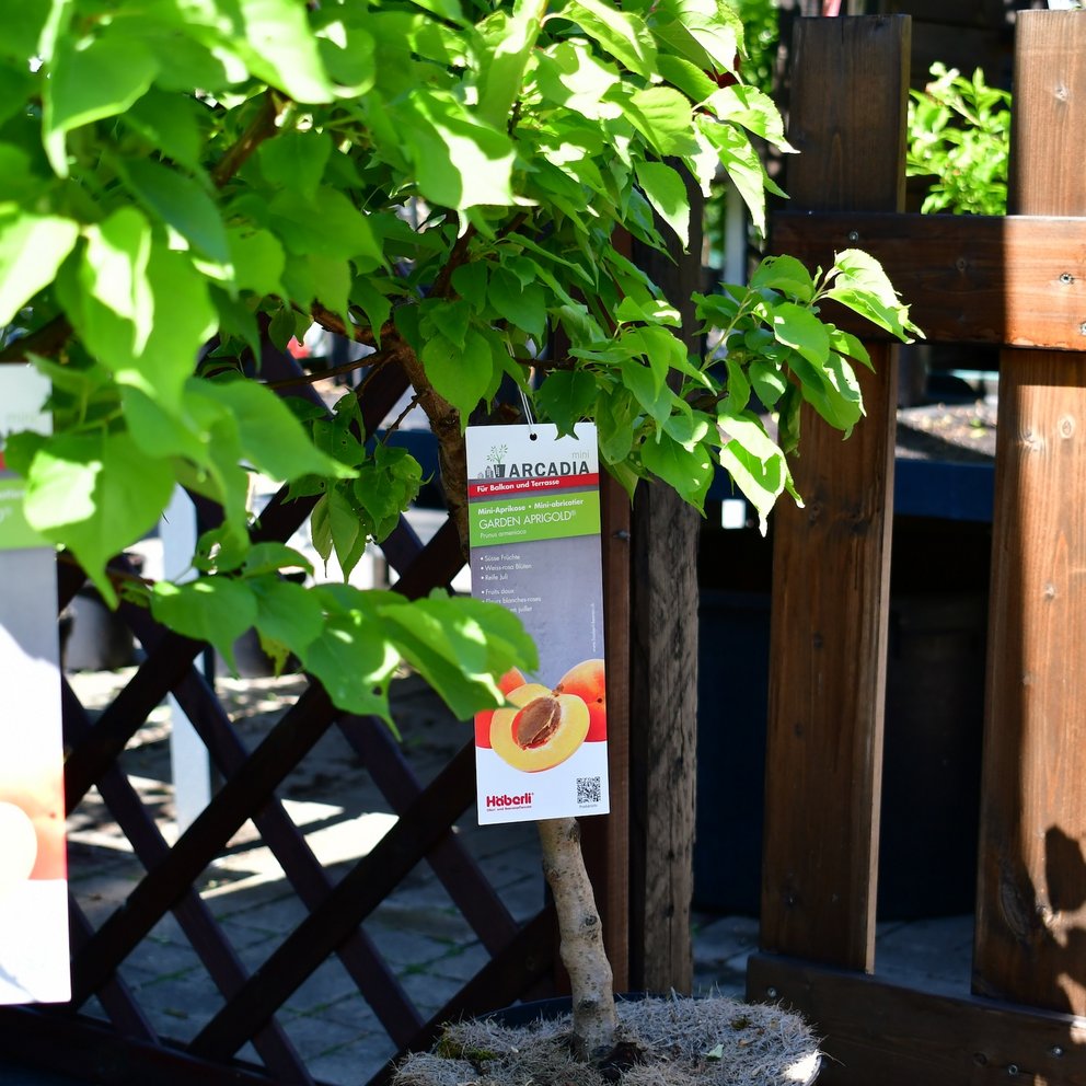 Zwergobst im Topf, Sorte Mini-Aprikose