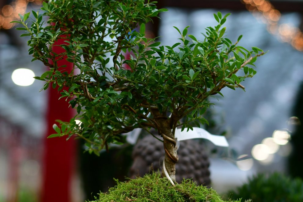 Kleiner Outdoor-Bonsai in blauem Topf