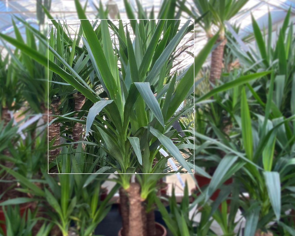 Eine Rhapis excelsa neben weiteren Grünpflanzen.