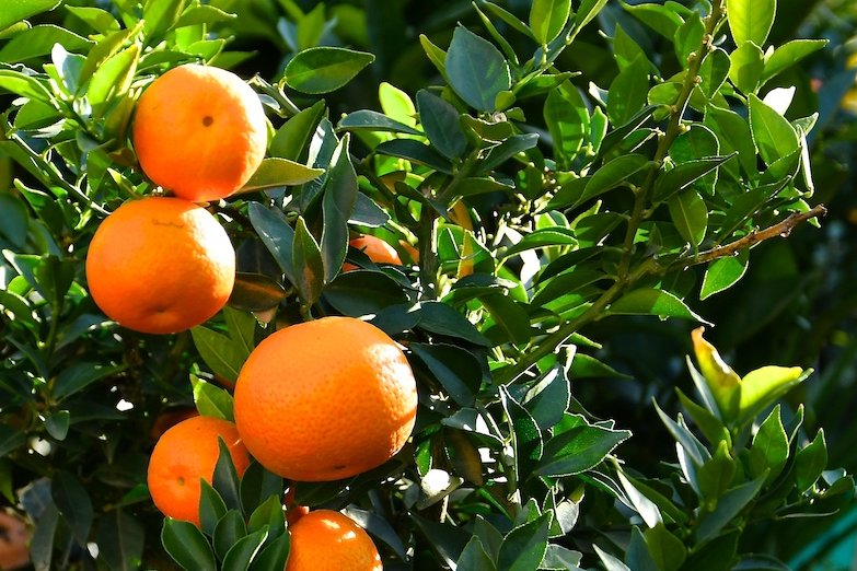 Hier sieht man eine Mandarinen-Pflanze mit vielen Früchten. Im Hintergrund sind weitere Zitruspflanzen zu erkennen.