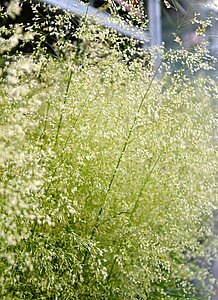 Man sieht filigrane Gräser