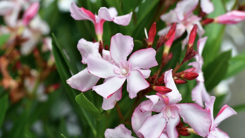 Detailbild rosa Blüten