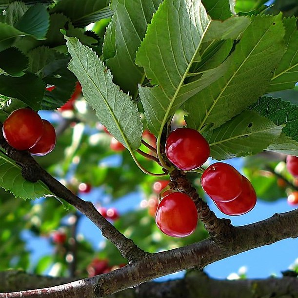 viele rote Kirschen hängen an einem Kirschbaum mit grünen Blättern