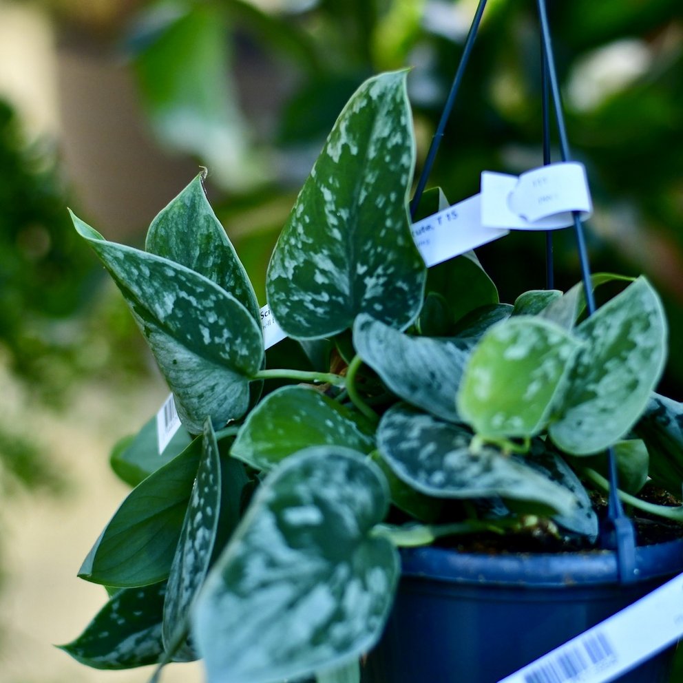 Blätter einer Scindapsus pictus Ampelpflanze