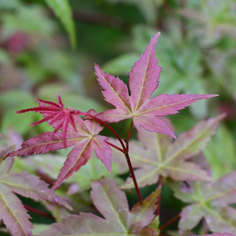 Rötlicher Austrieb eines Ahorns.