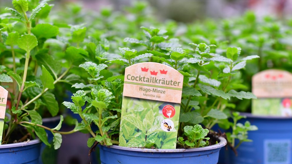 Hugo-Minze Kräuter im Topf