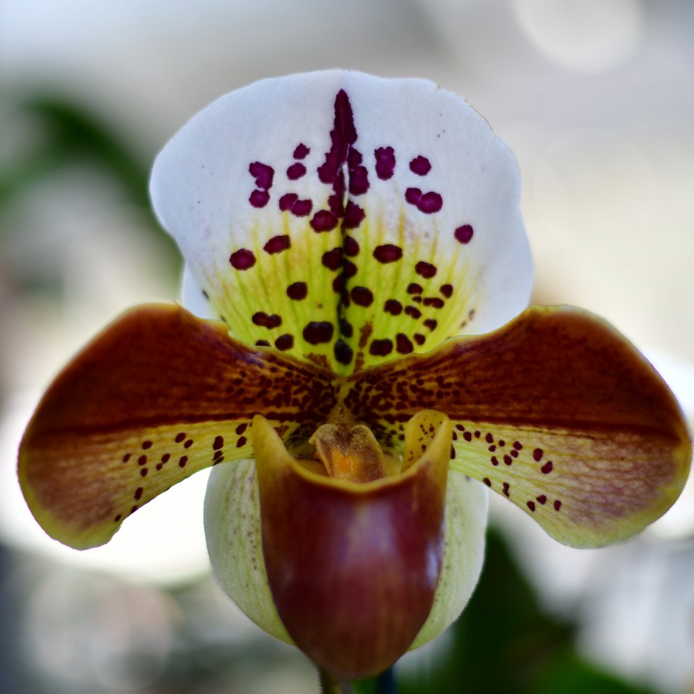 Die schöne Blüte einer Frauenschuh-Orchidee (Paphiopedilum).