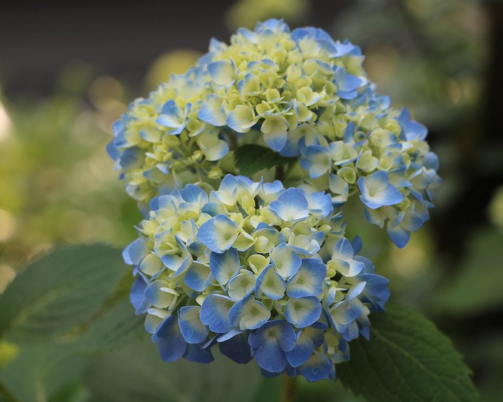 Zwei grün-bläuliche Blütenbälle einer Hortensie. Der Neuaustrieb ist grünlich und die offene Blüte ist bläulich.