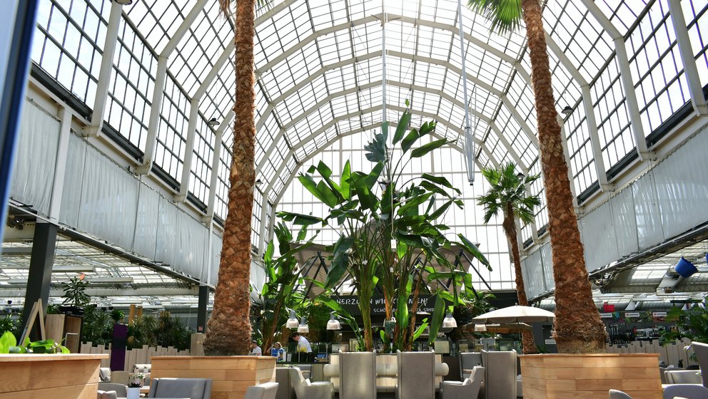 palmencafe-ambiente Zwei große Palmen stehen in einem Glaspavillon