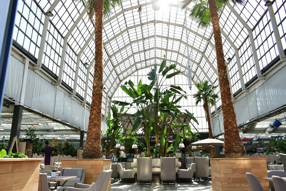 Zwei große Palmen stehen in einem Glaspavillon