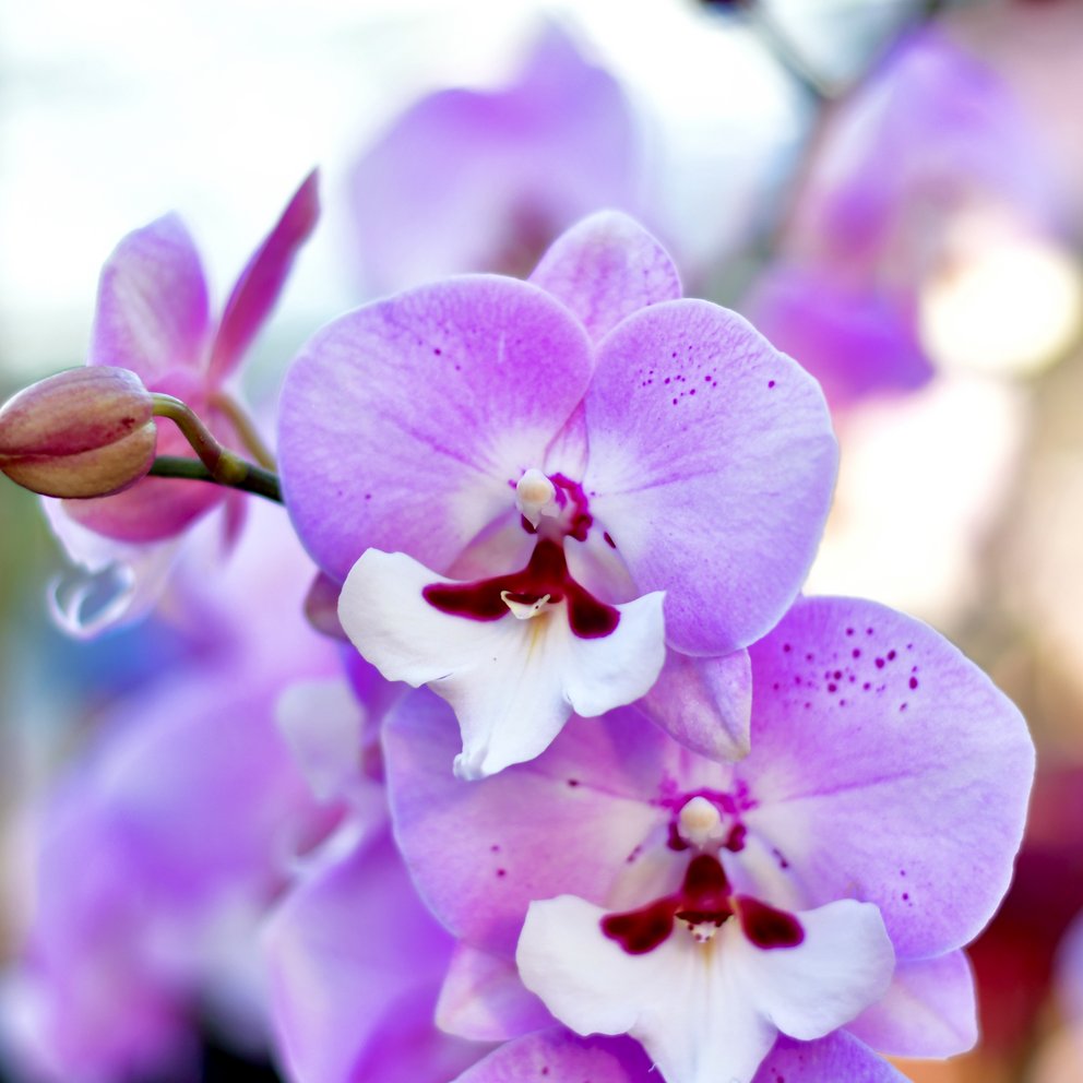 Die schön gemusterte Blüte einer Phalaenopsis-Orchidee.