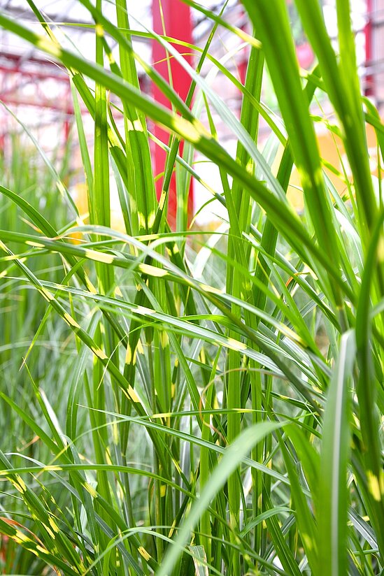 Grüne Gräser mit einer gelblichen Panaschierung