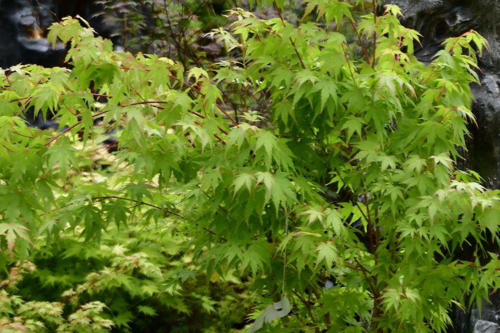 Mittig steht ein Ahorn, rechts daneben stehen Figuren. Hinter dem Ahorn steht ein kleiner Bachlauf.