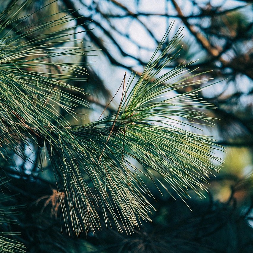 Detailbild einer Kiefer