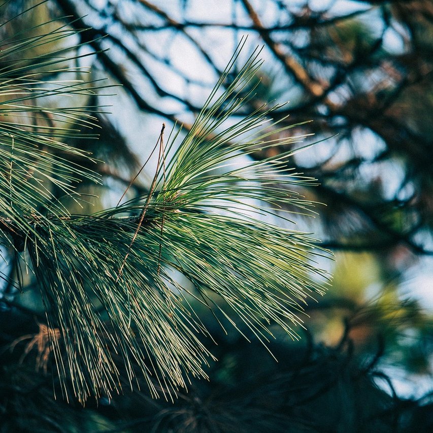 Detailbild einer Kiefer