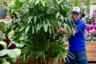Unser Mitarbeiter Axel mit einer Rhapis excelsa, die er versucht, in Zaum zu halten.