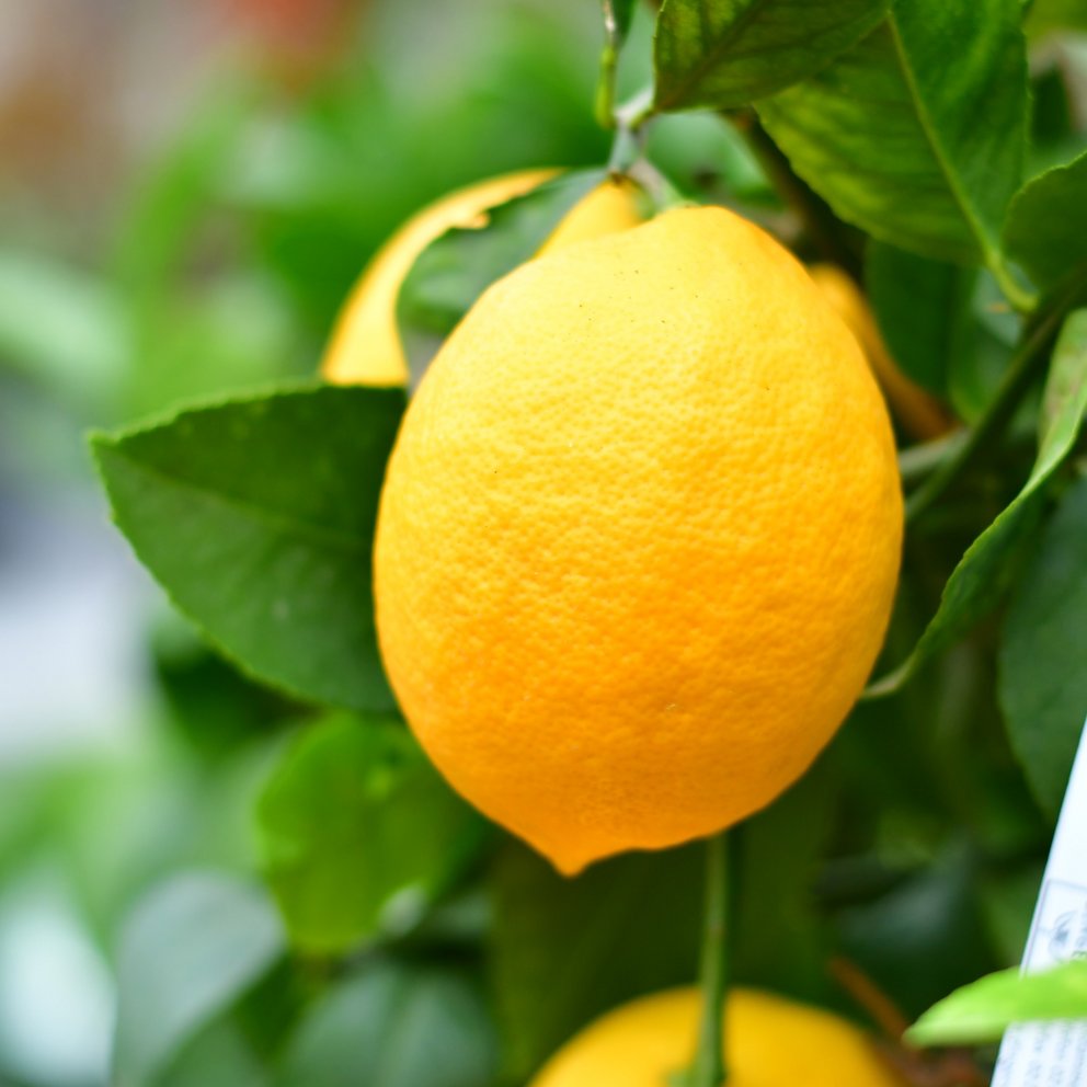 Große Zitrone an Zitruspflanze mit grünen Blättern