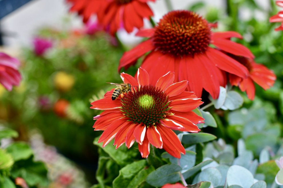 Die Blüte eines Purpur Sonnenhuts mit einer Bienen darauf. Im Hintergrund sieht man unscharf weitere Blüten und grünes Laub.