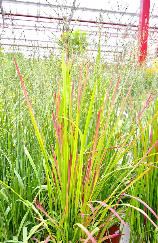 Eine Gräser Landschaft in einem strahlenden hellgrün