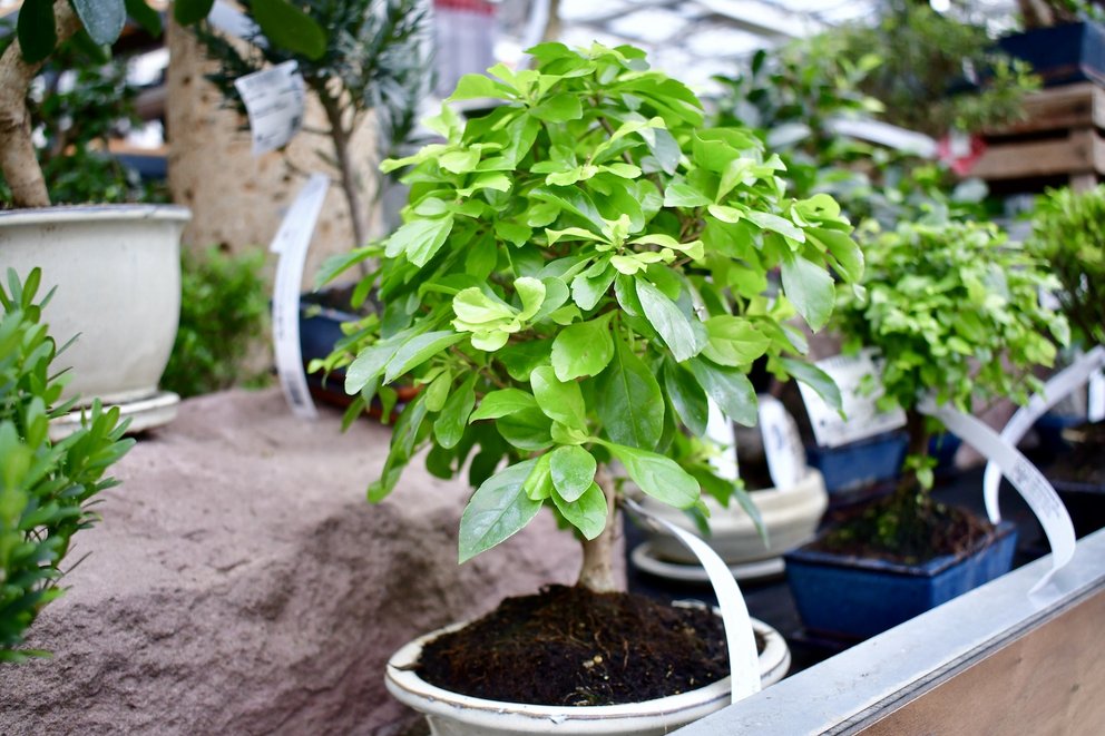 Ein schöner Zimmerbonsai in einer weißen Schale.