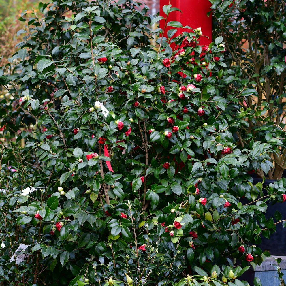Eine Kamelie, mit zahlreichen fast geöffneten roten Blütenknospen.