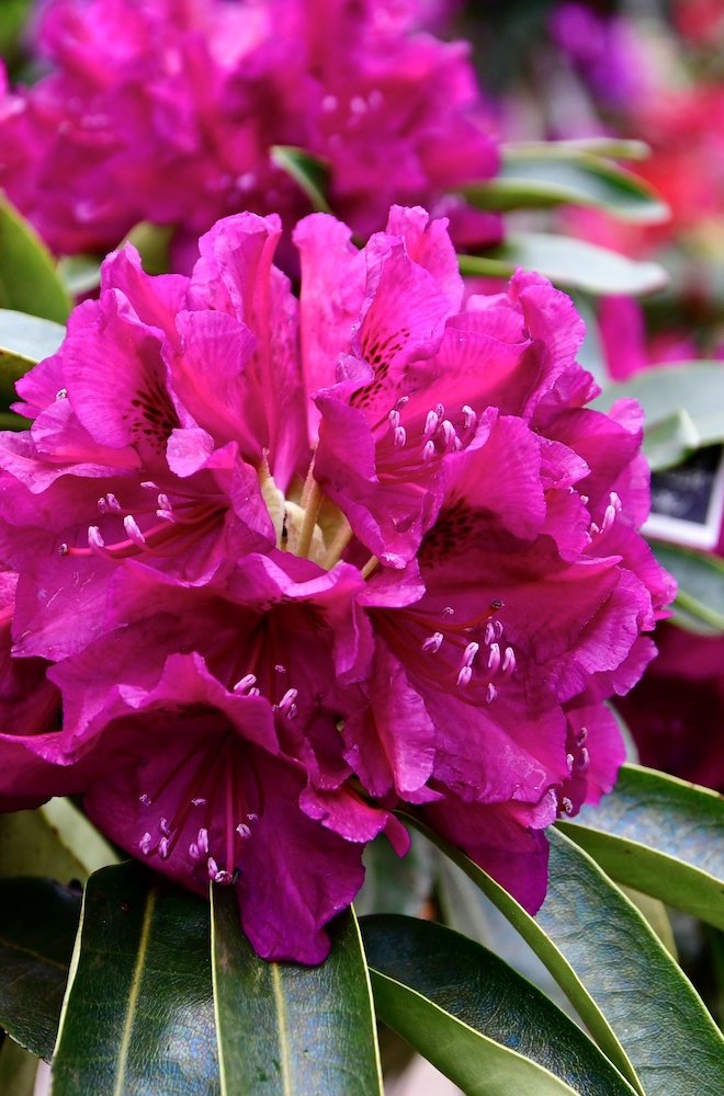 Ein pink blühender Rhododendron. Im Hintergrund sieht man weitere pinke Blüten.
