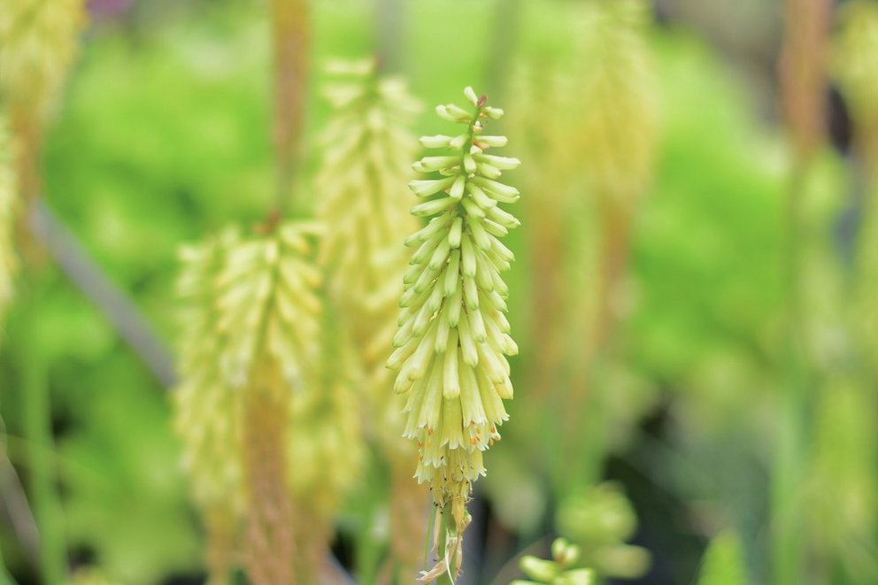 Die gelblich grünen Blüten einer Fackellilie. Im Hintergrund erkennt man unscharf weitere Pflanzen.