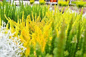 callunen (Besenheide) in leuchtenden Gelb- und Grüntönen.