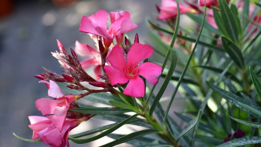 Bunte Kübelpflanze mit pinken Blüten