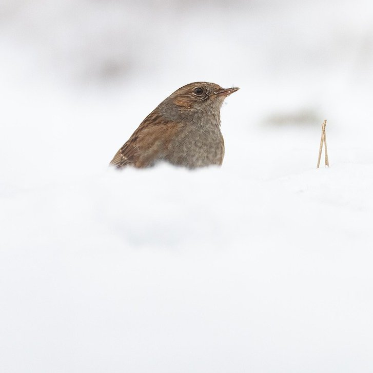 Kleiner Vogel sitzt im Schnee