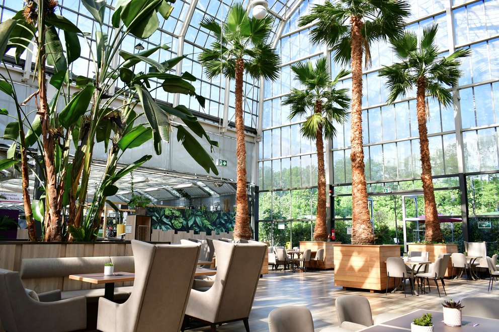 Vier große Palmen stehen in einem Glaspavillon. Dazwischen stehen Tische und Stühle