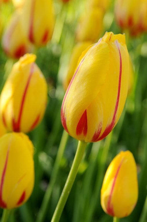 Tulip