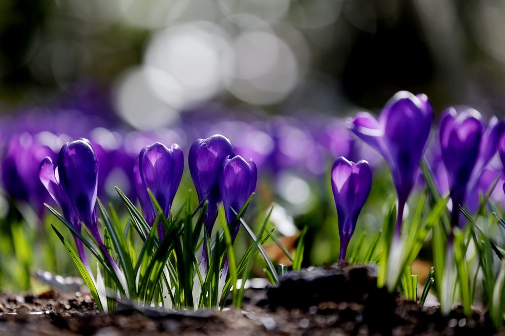 Blumenzwiebel