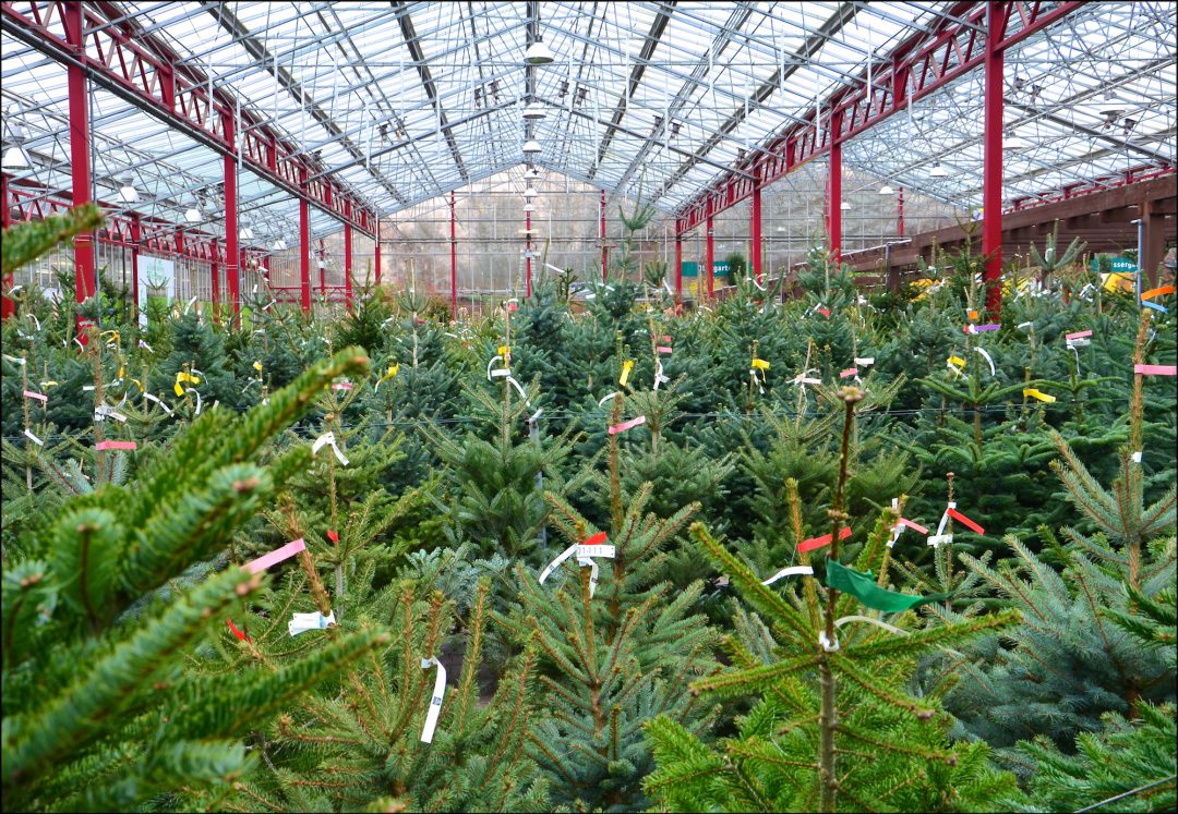 weihnachtsbaeume