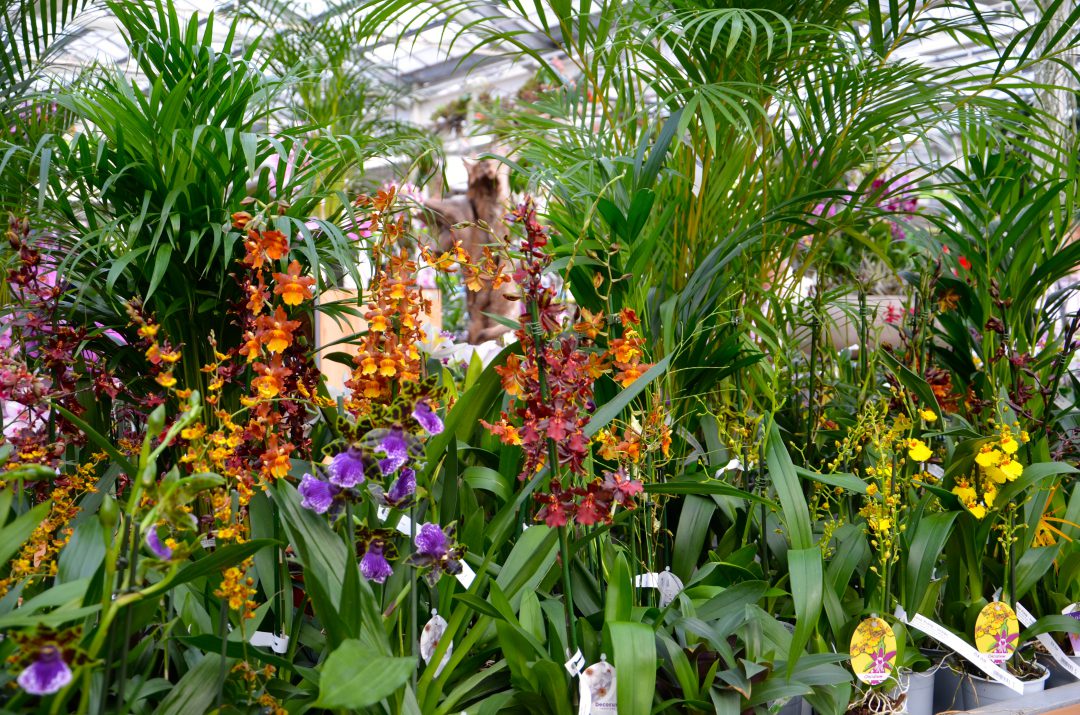 Diverse Orchideenarten und -sorten