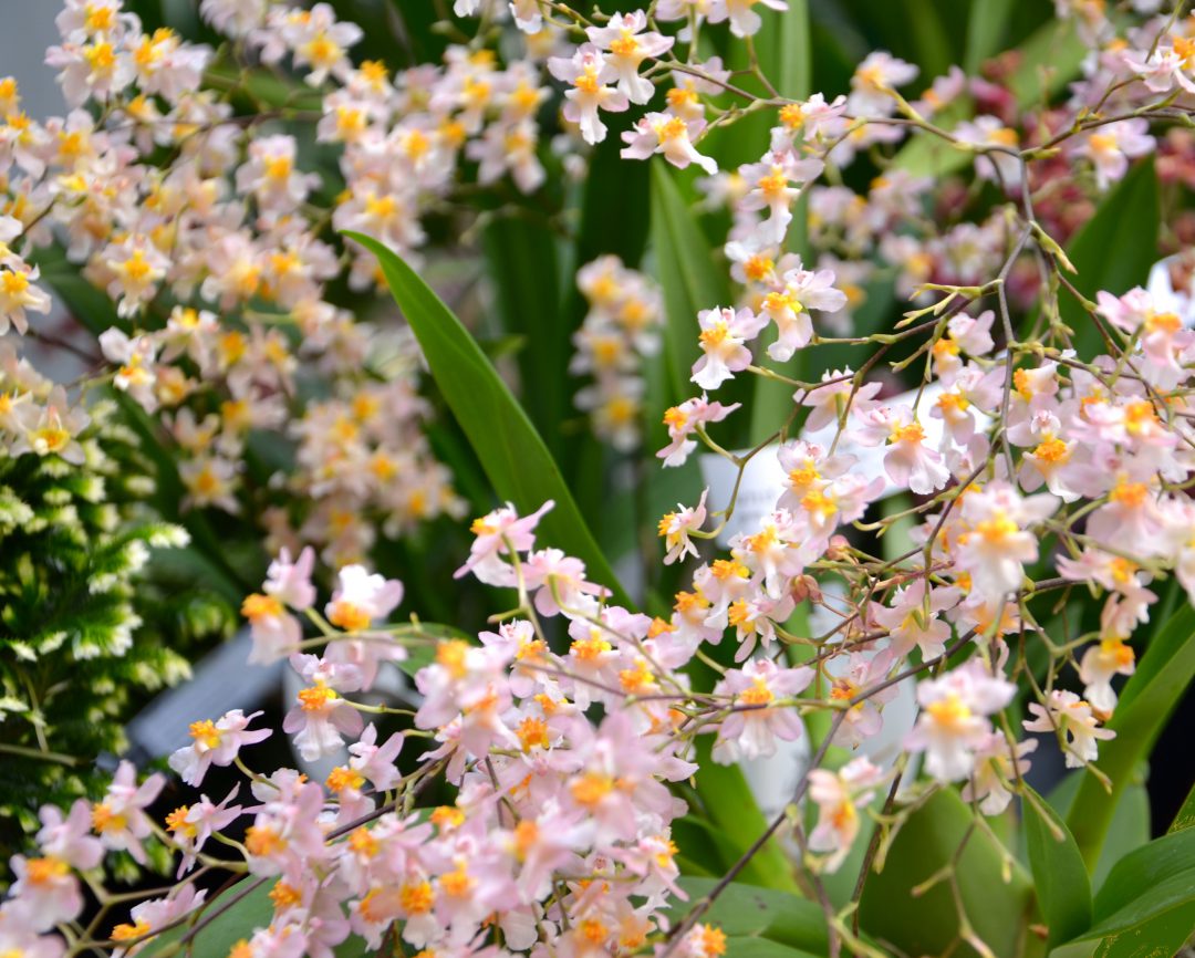 Orchideenblüten