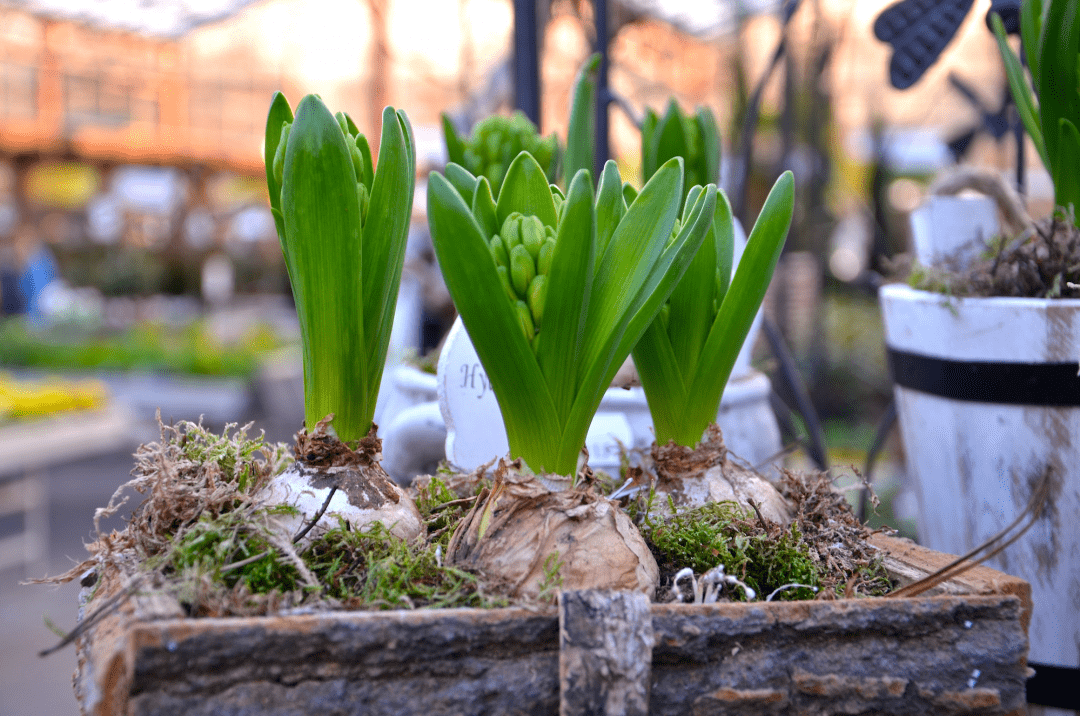 Hyazinthen blühen bereits im Winter nicht erst im Frühling