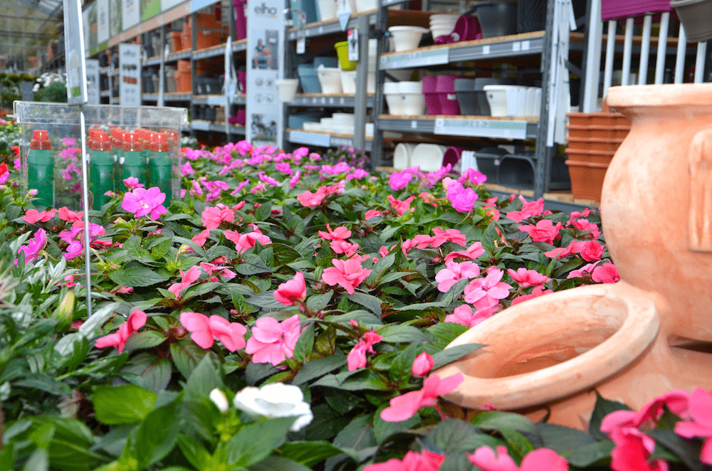 SunPatiens®