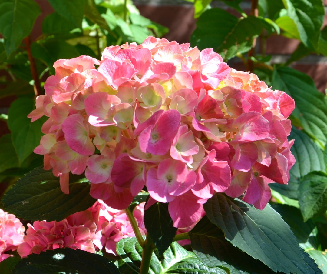 Hortensie