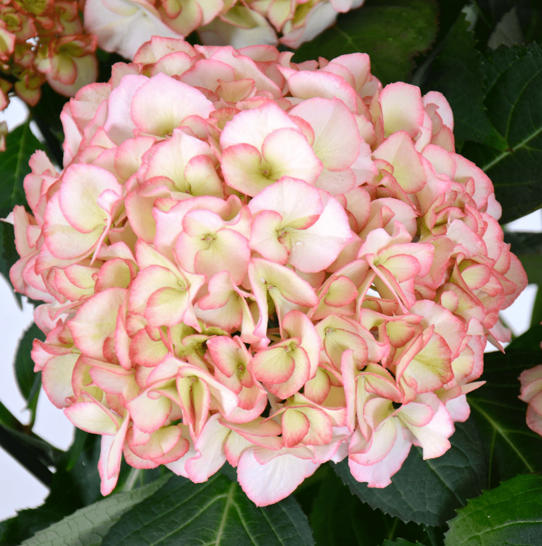 hortensienblüte