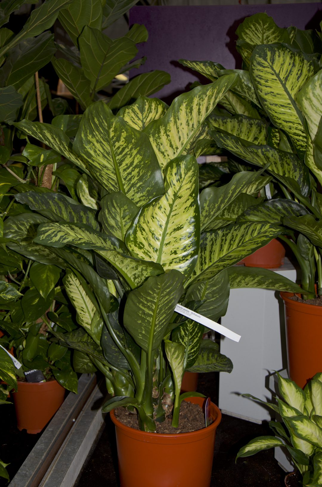 Dieffenbachia