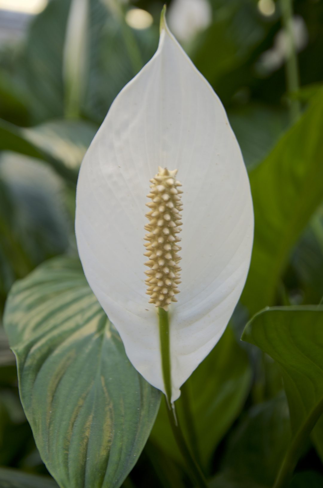 Spathiphyllum