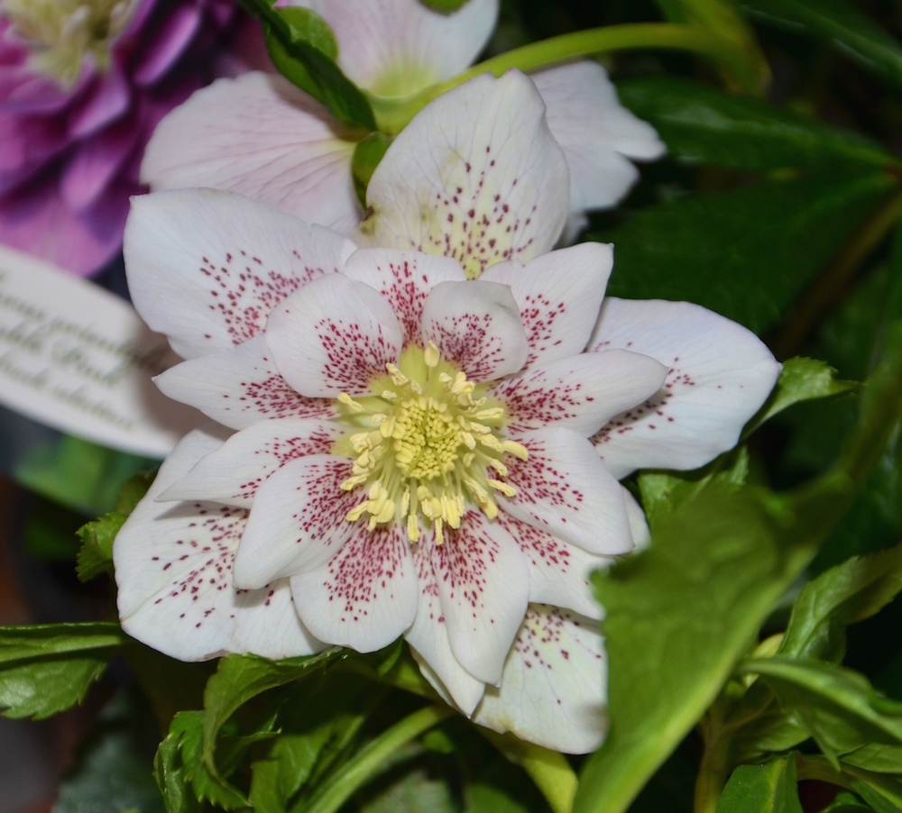Die Blüte einer Christrose