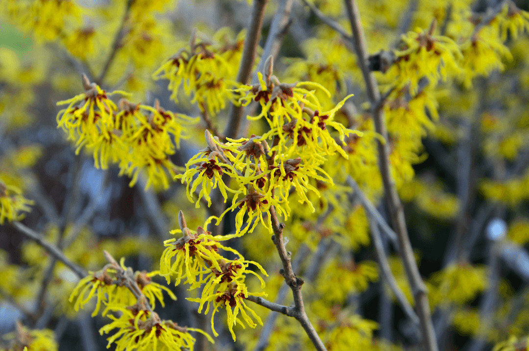 Die Blüte einer Hamamelis (Zaubernuss)