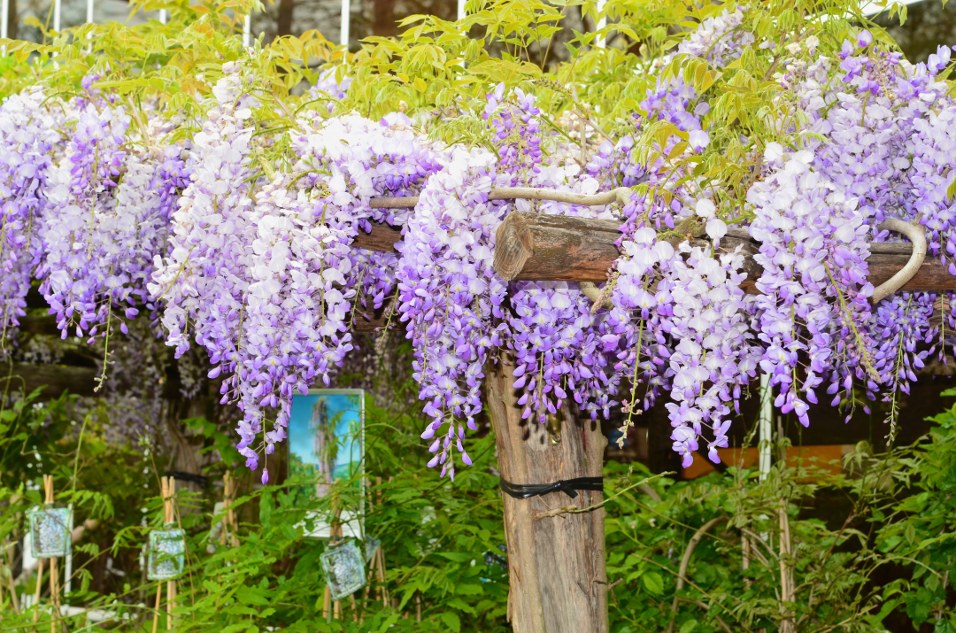 Blauregen (Wisteria) in voller Blüte