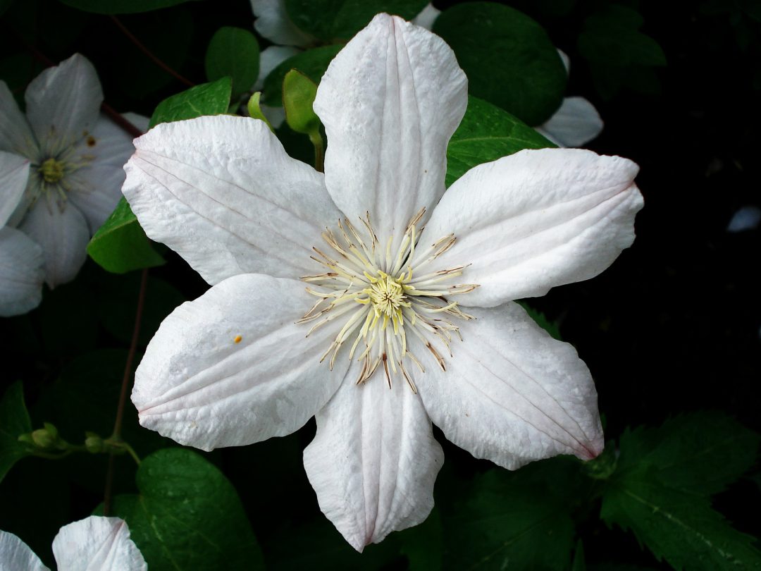 Die Blüte einer Clematis