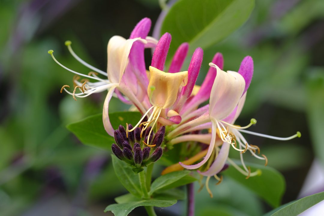 Die Blüte eines immergrünen Geißblattes
