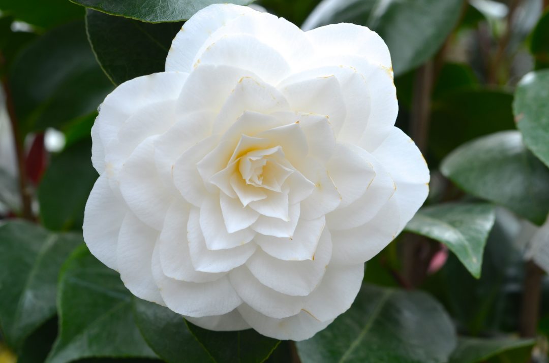 Weiße Kamelienblüte