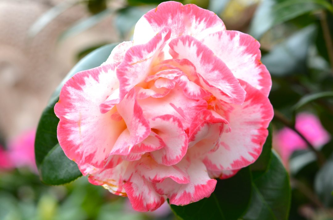 Weiße Kamelie mit rosa Rand