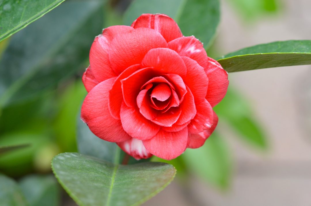 Rote Kamelienblüte